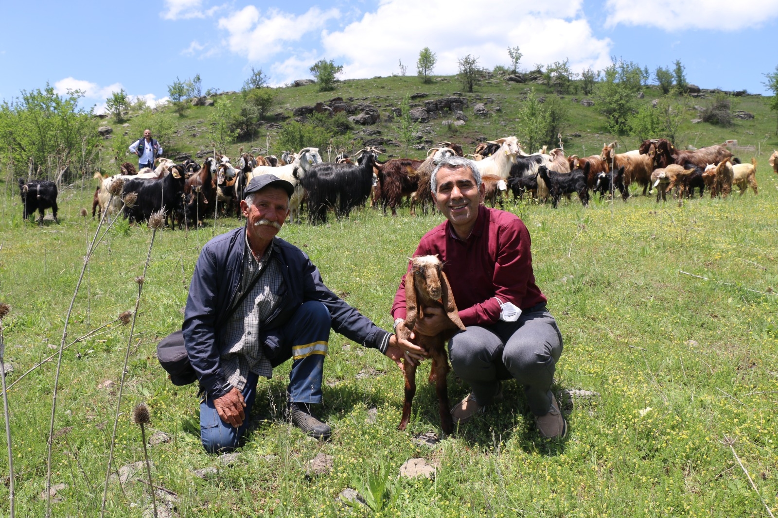 HALEP KEÇİLERİ ORDU YAYLALARINDA